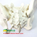 PELVIS02 (12339) Medical Anatomical Adult Male Pelvis Models, Anatomy Models&gt; Male / Female Models